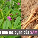 cay-sam-dat-co-tac-dung-gi-cach-trong-cach-su-dung-cay-sam-dat